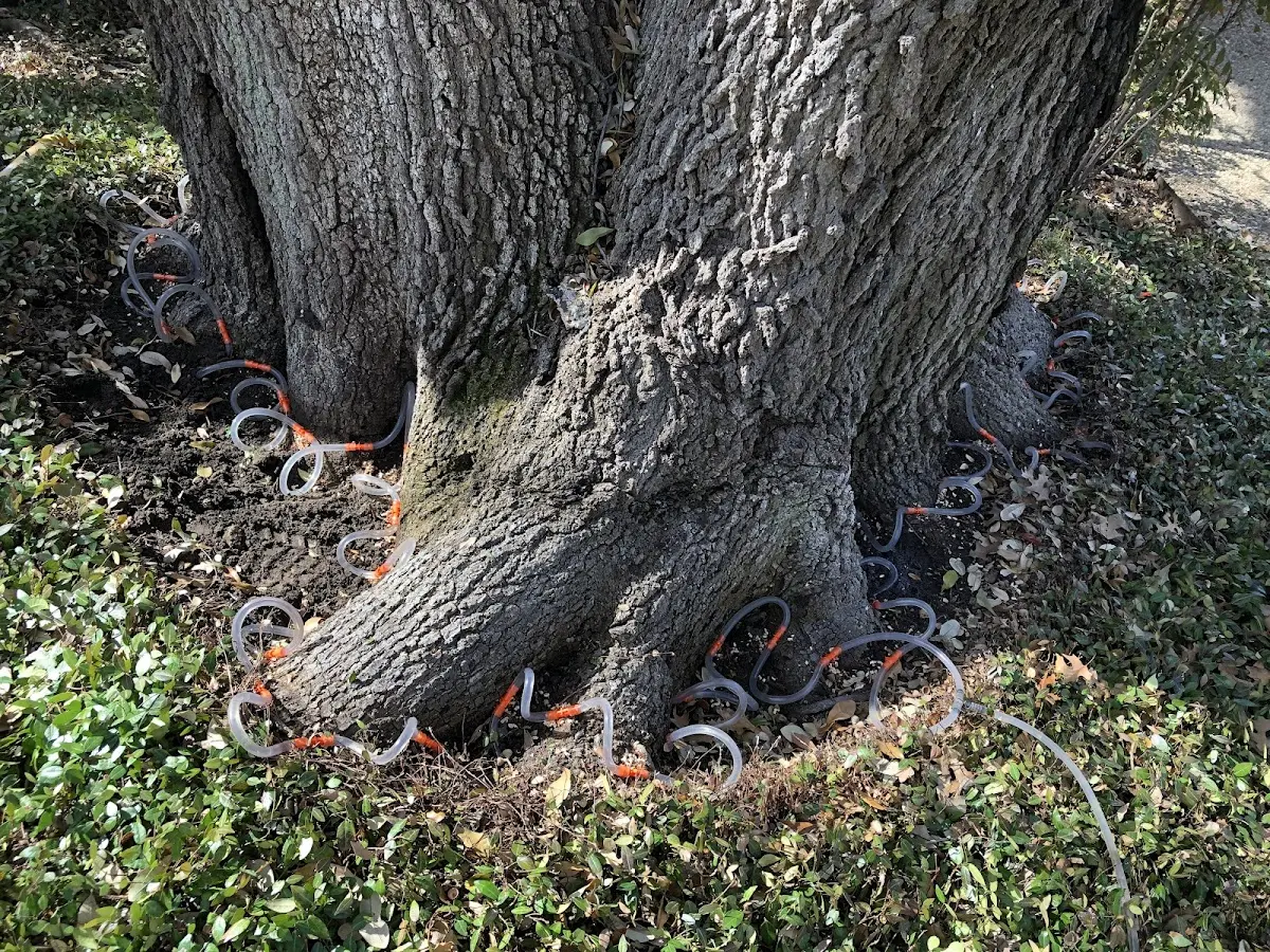 Detailed Tree Cabling and Bracing job site in Tullos