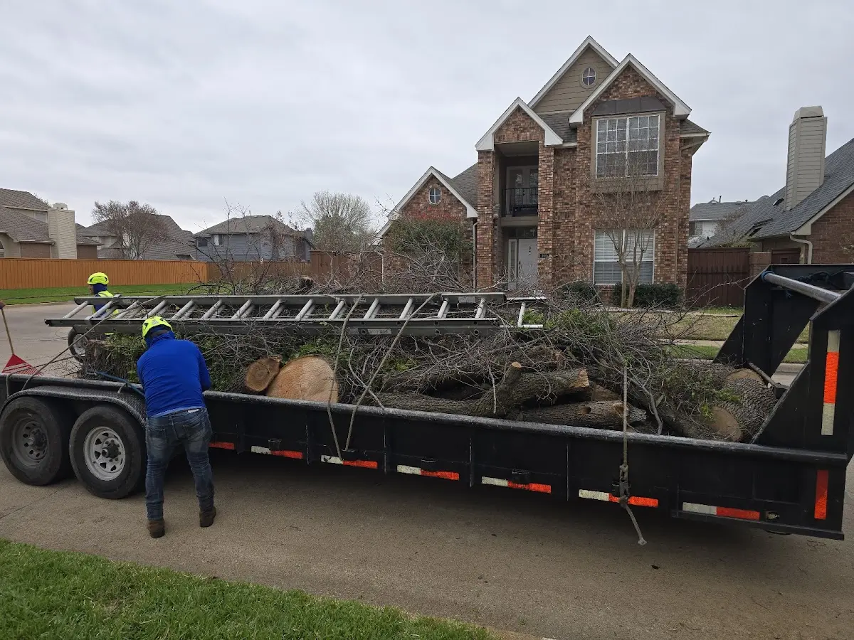 Expert Tree Pest Control with proper safety equipment in Tullos